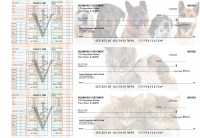 Veterinarian Payroll Designer Business Checks | BU3-CDS14-PAY